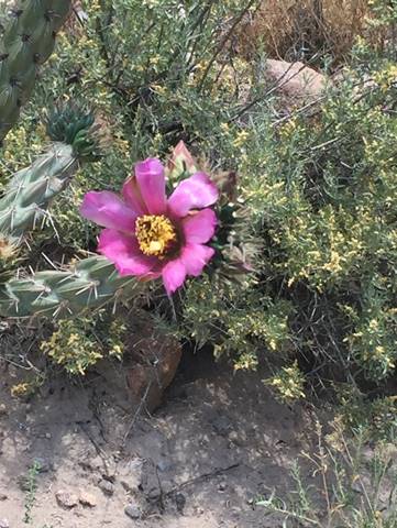 A purple flower on a plant

Description automatically generated